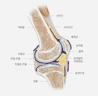 무릎 관절 및 근육 구조