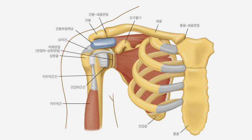 어깨뼈와 관절, 근육 구조